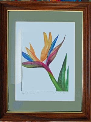 Bird Of Paradise - Framed Print