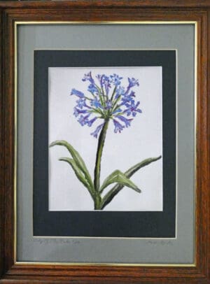Lily of the Nile - Framed Print