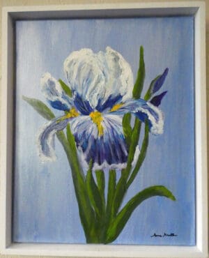 Bearded Iris - Original